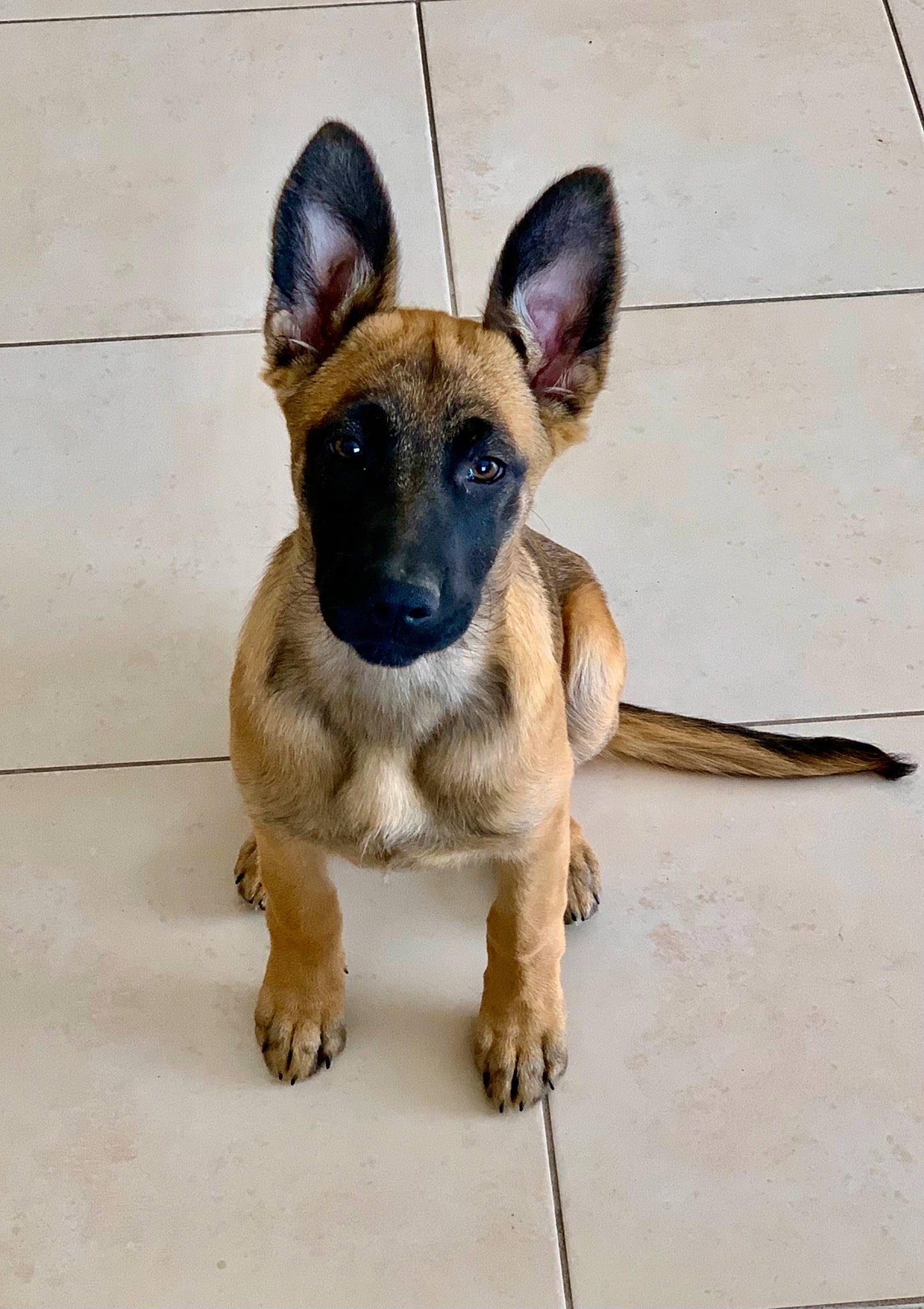 Saxa a rejoint le concours — aidez-le/la à gagner de superbes lots ! canidae, carnivore, companion_dog, dog, dog_breed, ear, fawn, paw, snout, sporting_group, terrestrial_animal, toy_dog, working_animal, working_dog