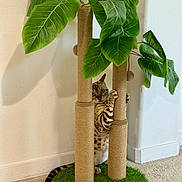 Salty joined the competition — help win amazing prizes! cat, indoor, scratching_post, plant, leaf, carpet, feline, pet, curious, animal, home, green, toy, playful, striped, spotted, wall, paws, tail, collar