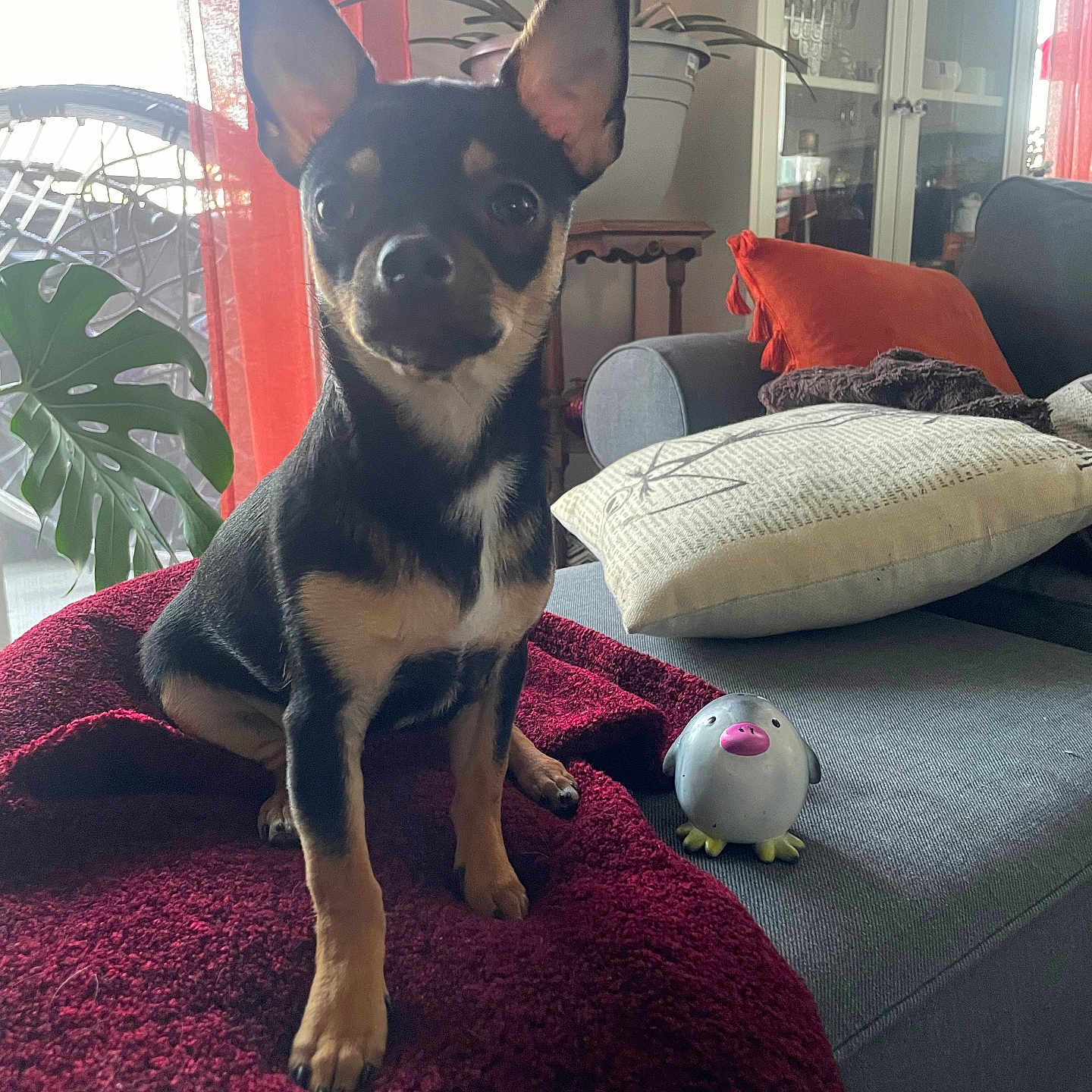 Simon joined the competition — help win amazing prizes! animal, black_and_tan, blanket, couch, cozy, curtains, cushion, dog, ears, face, furniture, indoor, living_room, pet, plant, seated, small_dog, soft_light, toy, window