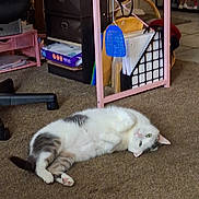 George is registered to the contest to win money with this photo: cat, white_cat, gray_cat, fluffy, lying_down, back, carpet, indoor, home, pet, animal, feline, relaxed, playful, pink_nose, green_eye, storage_rack, shelves, household_items, portrait