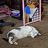 cat, white_cat, gray_cat, fluffy, lying_down, back, carpet, indoor, home, pet, animal, feline, relaxed, playful, pink_nose, green_eye, storage_rack, shelves, household_items, portrait