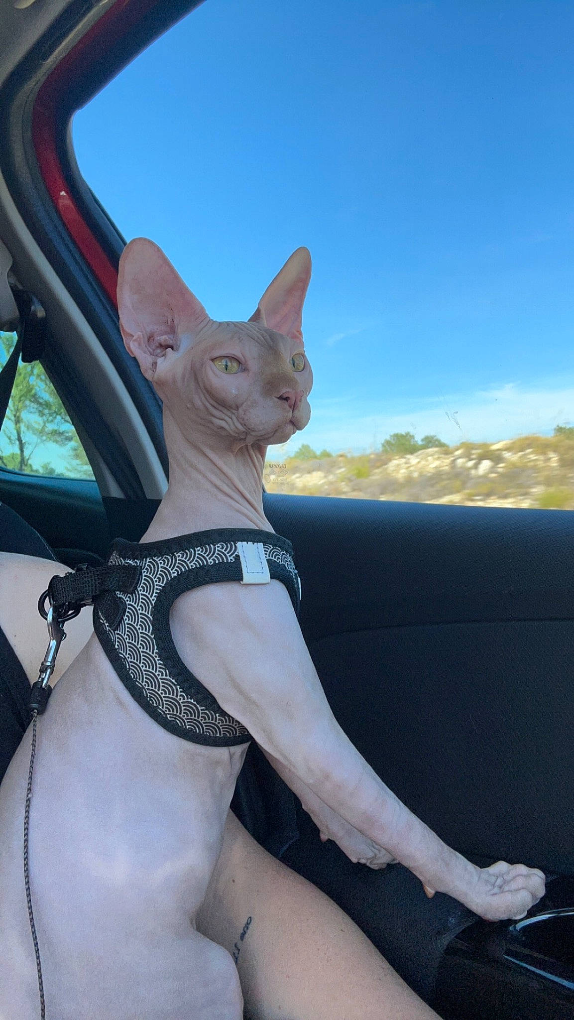 Haku participe au concours pour gagner de l'argent avec cette photo : art, azure, canidae, carnivore, collar, dog, dog_breed, dog_collar, electric_blue, fawn, felidae, fender, hood, metal, mountain, sky, snout, tail, whiskers, wood