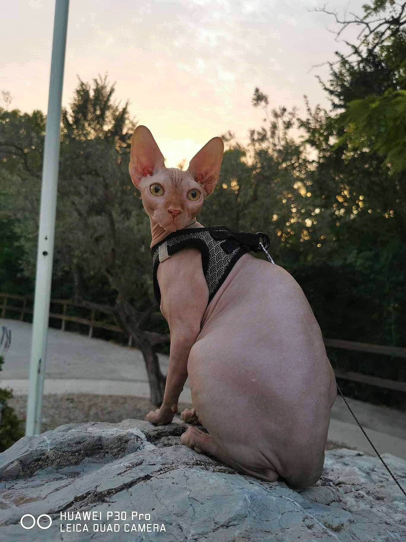 Haku participe au concours pour gagner de l'argent avec cette photo : canidae, carnivore, cloud, collar, companion_dog, dog, dog_breed, dog_collar, fawn, felidae, mexican_hairless_dog, pet_supply, sky, snout, sporting_group, tail, toy_dog, tree, whiskers, working_animal