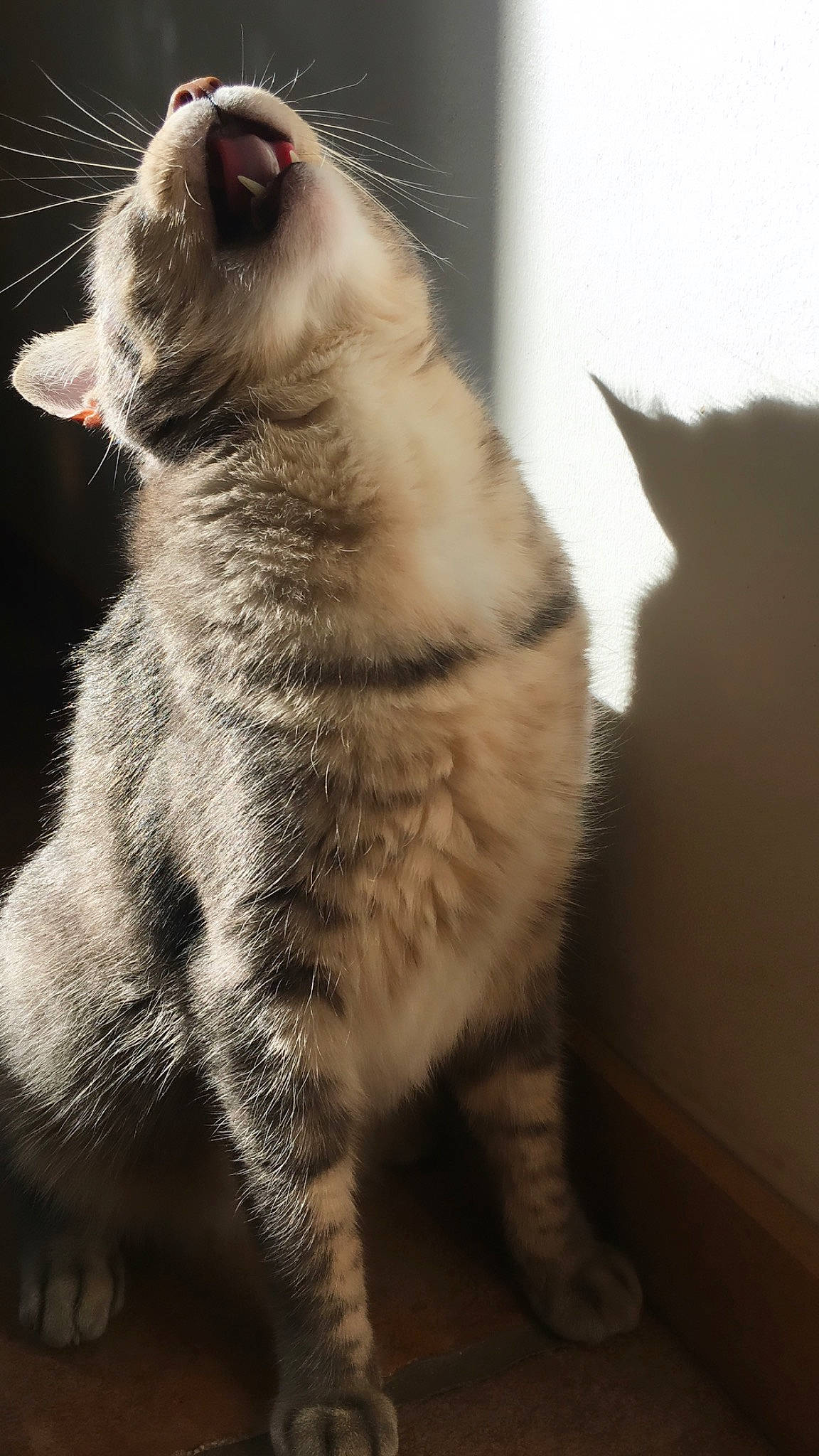 Nuts participe au concours pour gagner de l'argent avec cette photo : asian, british_shorthair, carnivore, cat, domestic_short_haired_cat, ear, european_shorthair, eye, felidae, fur, kitten, mammal, nose, skin, small_to_medium_sized_cats, snout, tabby_cat, tail, vertebrate, whiskers