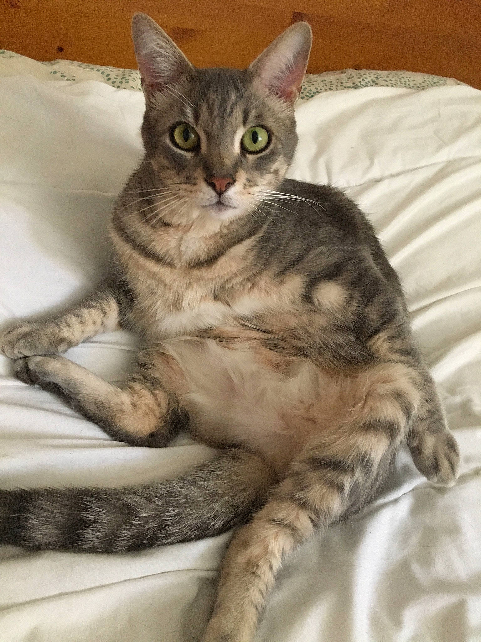 Nuts a rejoint le concours — aidez-le/la à gagner de superbes lots ! arabian_mau, asian, australian_mist, california_spangled, carnivore, cat, domestic_short_haired_cat, dragon_li, european_shorthair, felidae, german_rex, mammal, oriental_longhair, pixie_bob, singapura, small_to_medium_sized_cats, sokoke, tabby_cat, vertebrate, whiskers