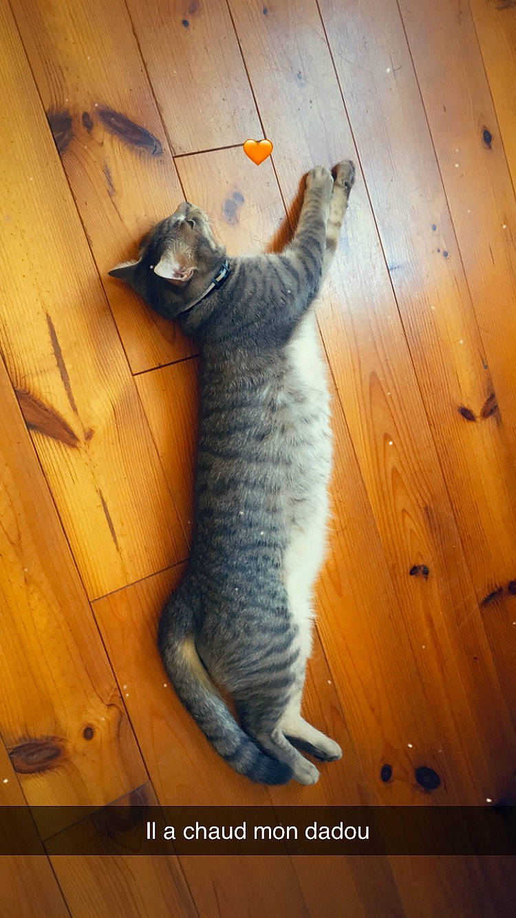 Nuts participe au concours pour gagner de l'argent avec cette photo : carnivore, cat, domestic_short_haired_cat, egyptian_mau, european_shorthair, felidae, fur, photo_caption, pixie_bob, small_to_medium_sized_cats, tabby_cat, tail, whiskers, wood