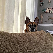Mascarita is registered to the contest to win money with this photo: animal, background, brown_couch, calm, canine, cozy, curtains, decorative, dog, domestic, ears_up, furniture, home, indoor, peeking, pet, portrait, quiet, resting, wall_decor