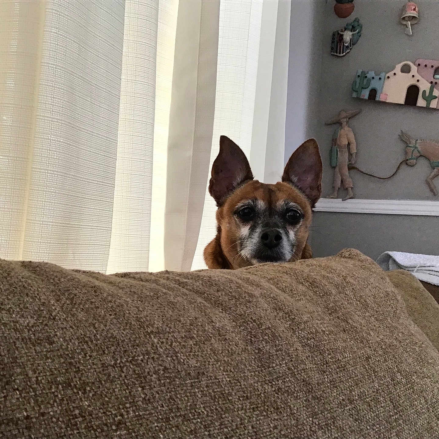 Mascarita is registered to the contest to win money with this photo: animal, background, brown_couch, calm, canine, cozy, curtains, decorative, dog, domestic, ears_up, furniture, home, indoor, peeking, pet, portrait, quiet, resting, wall_decor