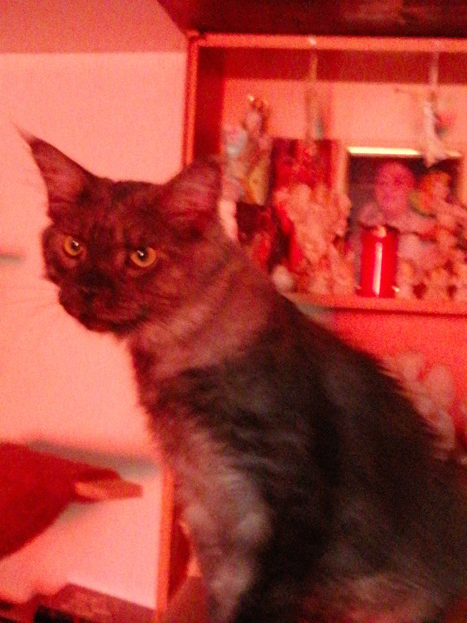 Zeus participe au concours pour gagner de l'argent avec cette photo : black_cat, carnivore, cat, chartreux, domestic_short_haired_cat, fawn, felidae, fur, paw, plant, small_to_medium_sized_cats, snout, tail, whiskers, window, wood