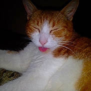Marmalade is registered to the contest to win money with this photo: cat, orange_cat, white_cat, sleeping, tongue_out, close_up, pet, animal, whiskers, fur, cute, domestic_cat, relaxing, resting, face, portrait, indoor, feline, night, blep