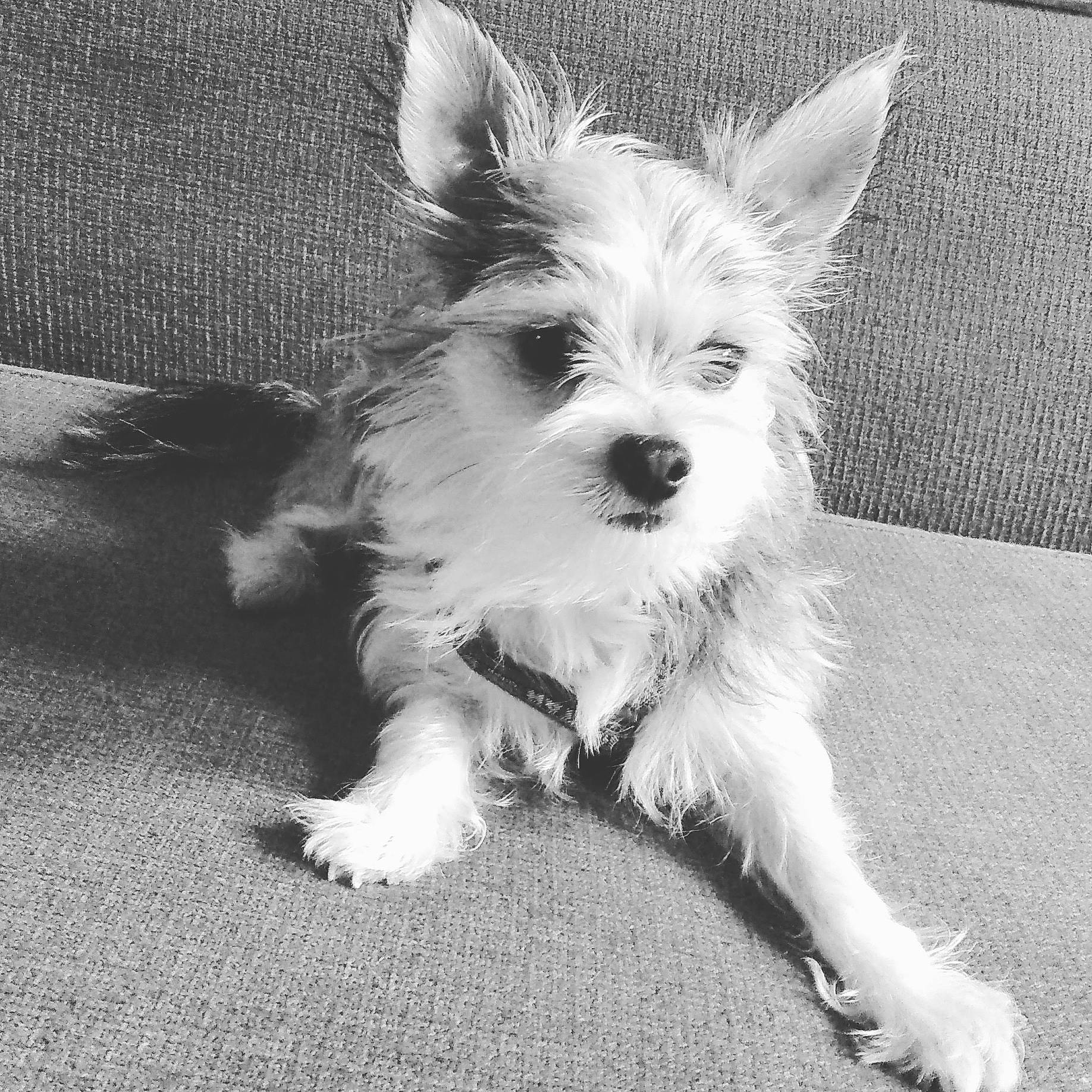 Happy a rejoint le concours — aidez-le/la à gagner de superbes lots ! black_and_white, canidae, carnivore, companion_dog, dog, dog_breed, ear, eye, mammal, monochrome, morkie, nose, puppy, rare_breed_dog, snout, terrier, toy_dog, vertebrate, west_highland_white_terrier, yorkshire_terrier