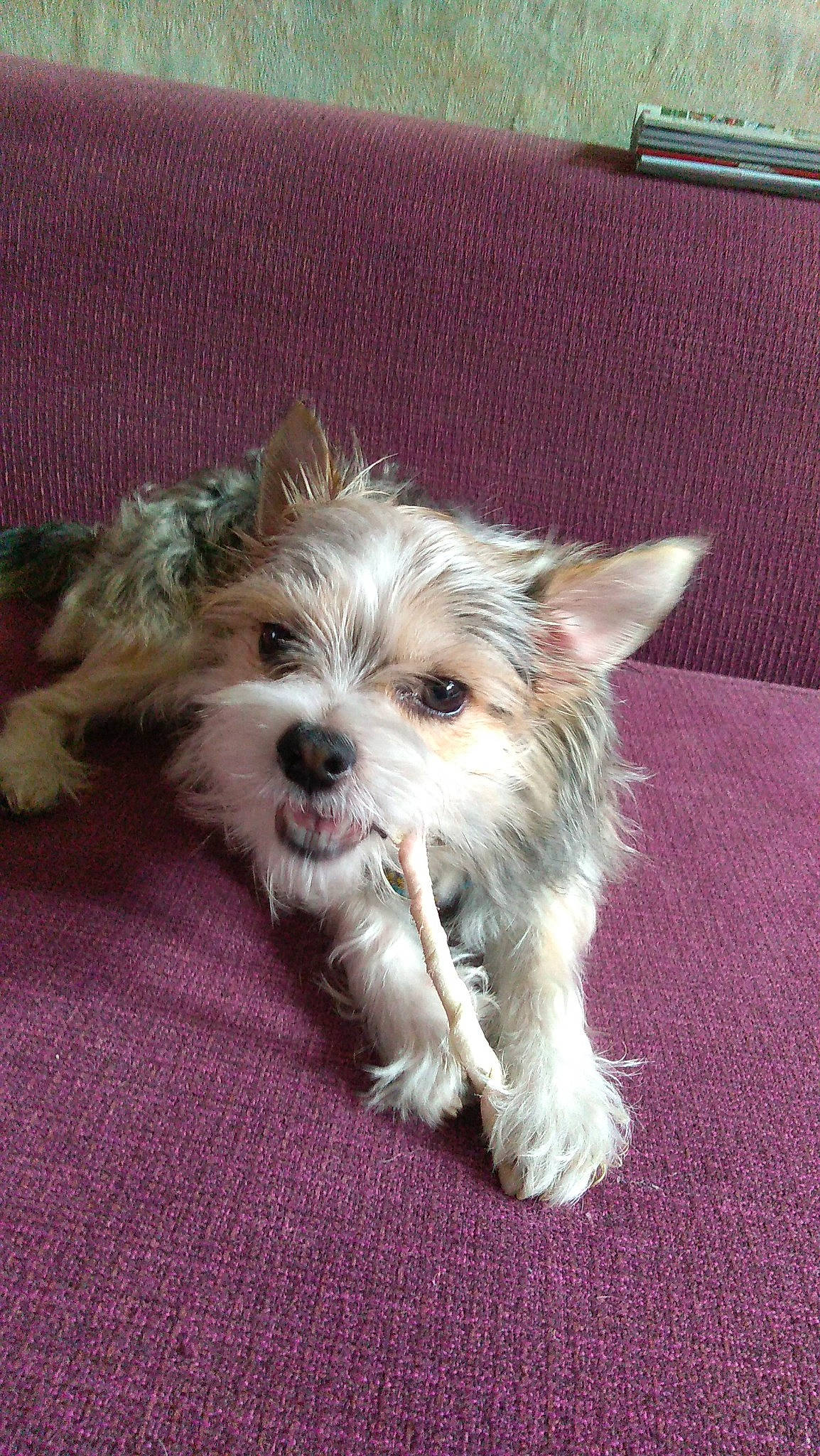 Happy participe au concours pour gagner de l'argent avec cette photo : australian_silky_terrier, biewer_terrier, cairn_terrier, canidae, carnivore, companion_dog, dog, dog_breed, glen_of_imaal_terrier, maltepoo, mammal, morkie, puppy, rare_breed_dog, small_terrier, sporting_lucas_terrier, terrier, toy_dog, vertebrate, yorkshire_terrier