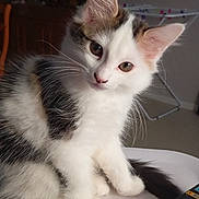 Bella a rejoint le concours — aidez-le/la à gagner de superbes lots ! kitten, cat, white, black, fur, whiskers, ears, eyes, pet, indoor, table, household, curious, cute, small, animal, feline, sitting, soft, young