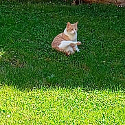 Poupouille a rejoint le concours — aidez-le/la à gagner de superbes lots ! cat, grass, greenery, flower, shrub, stone_wall, outdoor, pet, animal, sunlight, nature, garden, plant, leaf, fur, mammal, sitting, relaxed, daytime, domestic_cat