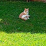 cat, grass, greenery, flower, shrub, stone_wall, outdoor, pet, animal, sunlight, nature, garden, plant, leaf, fur, mammal, sitting, relaxed, daytime, domestic_cat