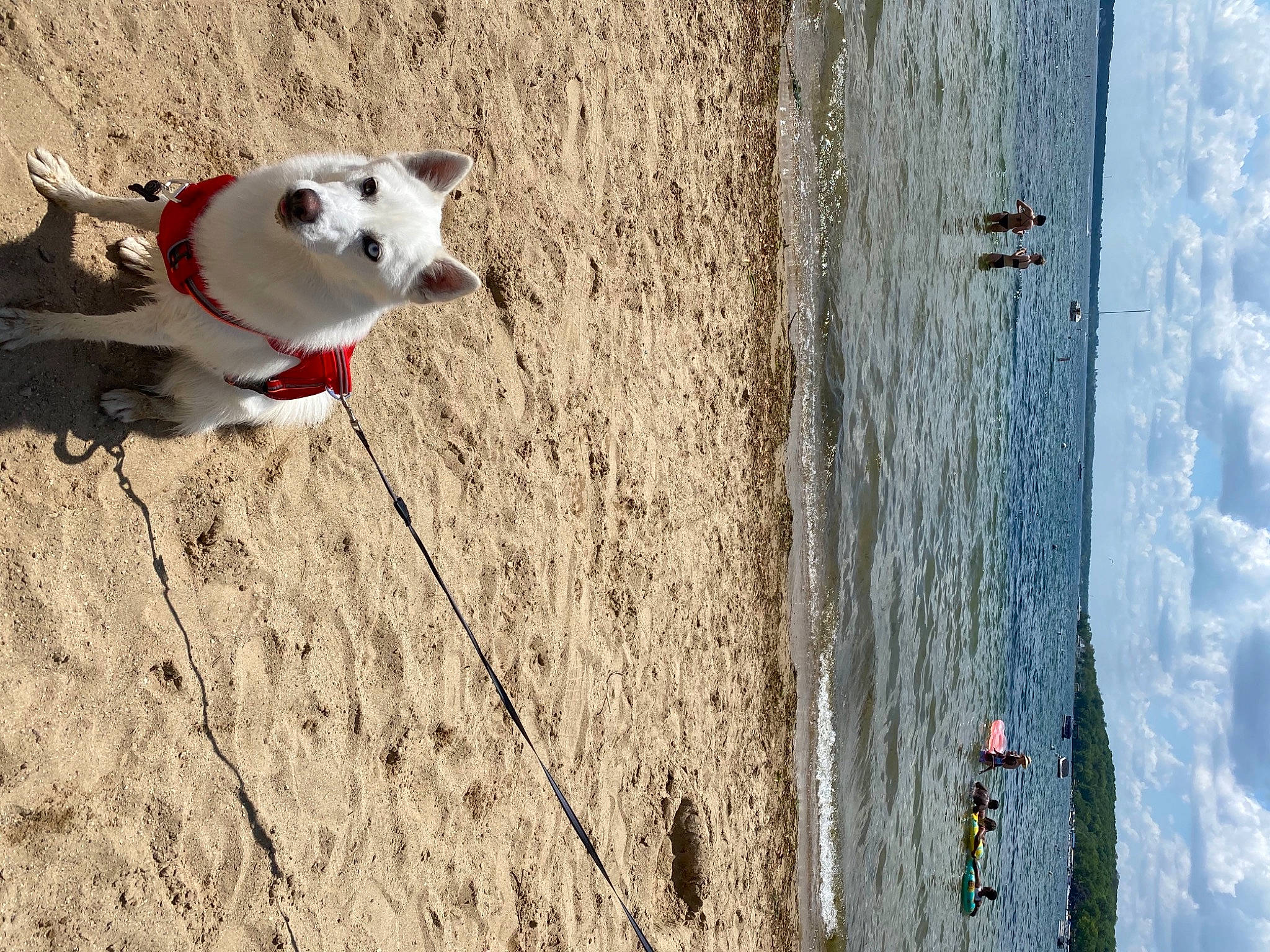 Shylo is registered to the contest to win money with this photo: adventure, beach, carnivore, cloud, companion_dog, concrete, dog, dog_breed, fawn, lake, plant, recreation, sky, soil, toy, tree, water, white, wood, working_animal
