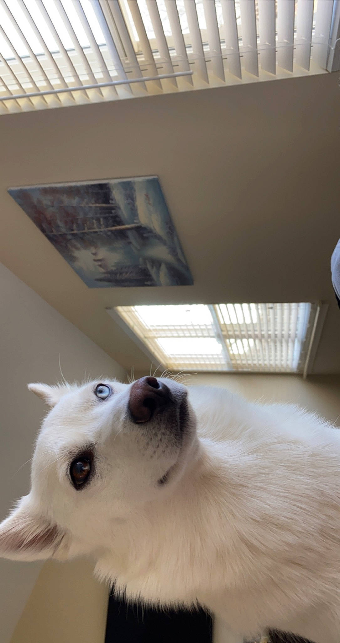 Shylo is registered to the contest to win money with this photo: canidae, carnivore, comfort, companion_dog, dog, dog_breed, fawn, felidae, flooring, fur, hardwood, paw, pet_supply, room, snout, sporting_group, tail, volpino_italiano, whiskers, wood