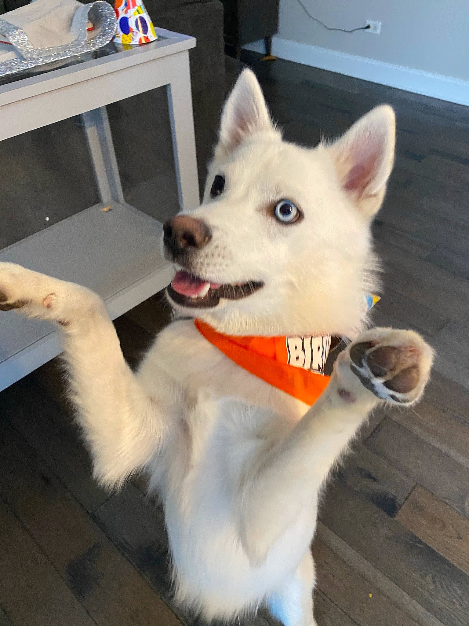 Shylo joined the competition — help win amazing prizes! canidae, carnivore, collar, companion_dog, computer_keyboard, desk, dog, dog_breed, dog_collar, door, fawn, flooring, fur, snout, spitz, sporting_group, table, tail, working_animal, working_dog