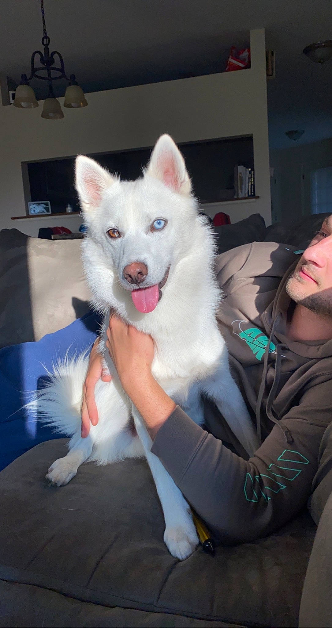 Shylo joined the competition — help win amazing prizes! canidae, carnivore, comfort, companion_dog, dog, dog_breed, event, felidae, flooring, fun, fur, home_appliance, lamp, led_backlit_lcd_display, non_sporting_group, spitz, sporting_group, television