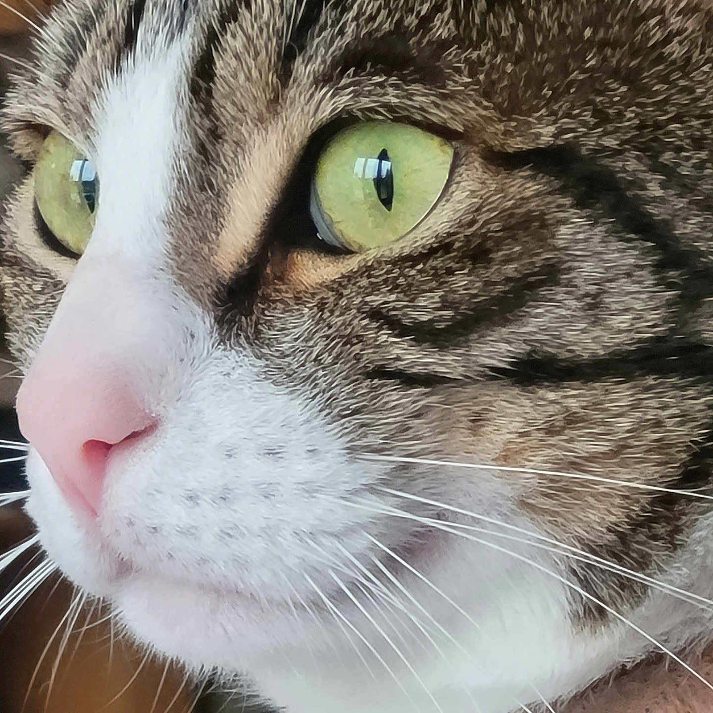 Ragnar participe au concours pour gagner de l'argent avec cette photo : abyssinian, angora, animal, bodypart, cat, kitten, manx, mouth, person, pet, snout
