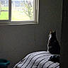 Squeak joined the competition — help win amazing prizes! cat, bed, striped_bedspread, window, indoor, daylight, plant, tree, greenery, quiet, room, furniture, animal, pet, looking_out, screenshot, social_media, phone_interface, dark, shadow