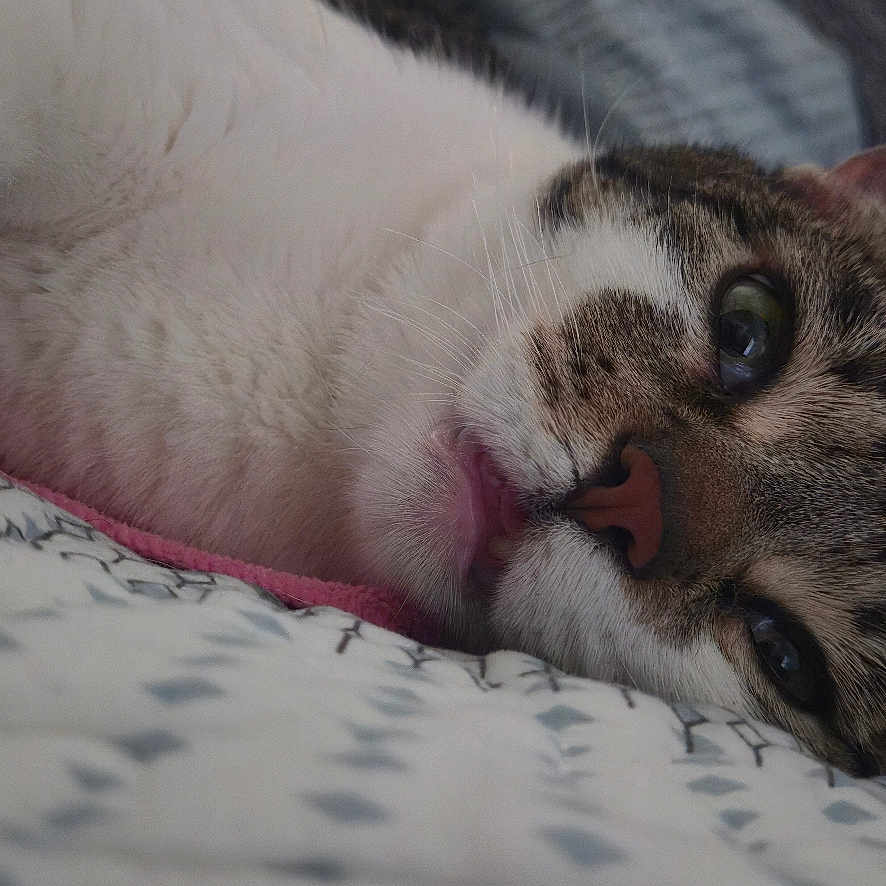 Squeak is registered to the contest to win money with this photo: cat, tabby_cat, white_cat, pet, animal, close_up, bed, bedding, indoor, resting, feline, whiskers, ears, fur, eyes, nose, relaxed, cute, sleepy, cozy
