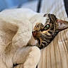 Squeak joined the competition — help win amazing prizes! cat, pet, sleeping, relaxed, bed, striped_bedspread, whiskers, paw, green_eyes, closeup, feline, cute, indoor, resting, fur, tabby, white_fur, domestic_cat, portrait, cozy