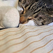 Squeak is registered to the contest to win money with this photo: cat, tabby, sleeping, close_up, paw, fur, striped, fabric, resting, pet, animal, cozy, indoor, soft, blurred_background, whiskers, cute, peaceful, relaxing, domestic_cat