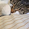 cat, tabby, sleeping, close_up, paw, fur, striped, fabric, resting, pet, animal, cozy, indoor, soft, blurred_background, whiskers, cute, peaceful, relaxing, domestic_cat