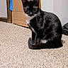 animal, black_and_white, cardboard, carpet, cat, cute, doorway, ears, floor, fur, home, indoor, pet, portrait, sitting, tail, tuxedo_cat, whiskers, white_chest, white_paws