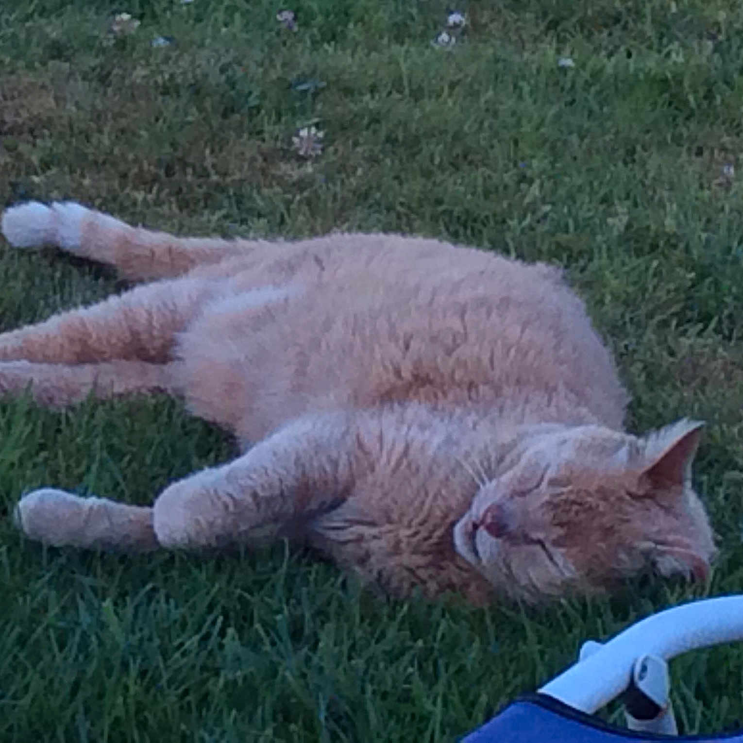 Tigrou