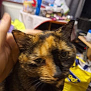Rolo is registered to the contest to win money with this photo: cat, tortoiseshell, indoor, close_up, pet, hand, feline, blur, clutter, background, domestic, animal, fur, whiskers, ear, face, yellow_bag, table, window, curtain