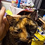 cat, tortoiseshell, indoor, close_up, pet, hand, feline, blur, clutter, background, domestic, animal, fur, whiskers, ear, face, yellow_bag, table, window, curtain
