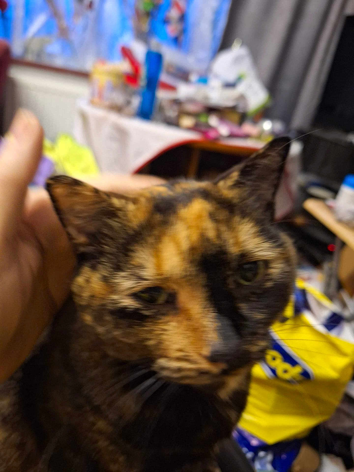 Rolo