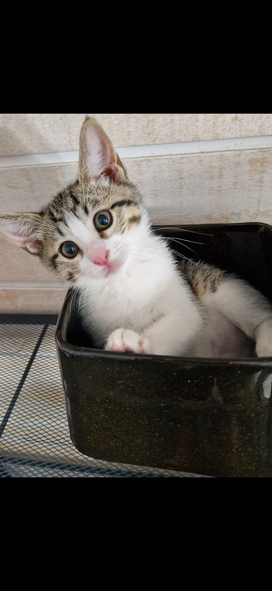 Boo a rejoint le concours — aidez-le/la à gagner de superbes lots ! box, carnivore, cat, cat_supply, domestic_short_haired_cat, felidae, fur, paw, pet_supply, photo_caption, sitting, small_to_medium_sized_cats, snout, tail, whiskers, window