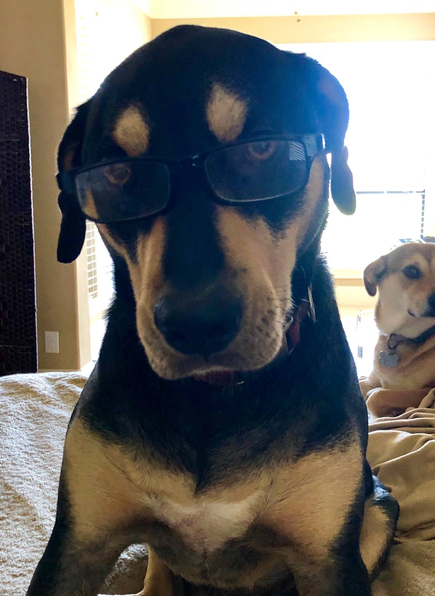 Max joined the competition — help win amazing prizes! canidae, carnivore, collar, companion_dog, dog, dog_breed, ear, fawn, fur, guard_dog, jaw, mammal, pet_supply, sleeveless_shirt, snout, sporting_group, terrestrial_animal, whiskers, working_animal, working_dog