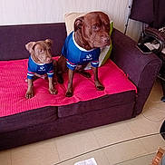Hermes participe au concours pour gagner de l'argent avec cette photo : blanket, brown_dog, couch, curious, dog, domestic_animal, floor, furniture, indoor, large_dog, living_room, looking_away, matching_outfits, pet_clothing, petsin, pillow, puppy, seated, small_dog, table