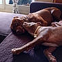 dog, brown_dog, playful, couch, indoor, pet, animal, resting, snuggling, collar, furniture, window, curtain, light, companionship, paw, relaxed, friendship, canine, cozy