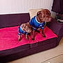 dog, pets, couch, living_room, blue_jersey, brown_dog, small_dog, large_dog, pillow, blanket, floor, glass_table, package, furniture, indoor, seated, alert, curious, matching_clothes, home