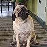 dog, pug, pet, animal, head_tilt, tongue_out, porch, plant, chair, door, floor, outdoor, domestic, cute, sitting, fur, paw, expression, companion, home