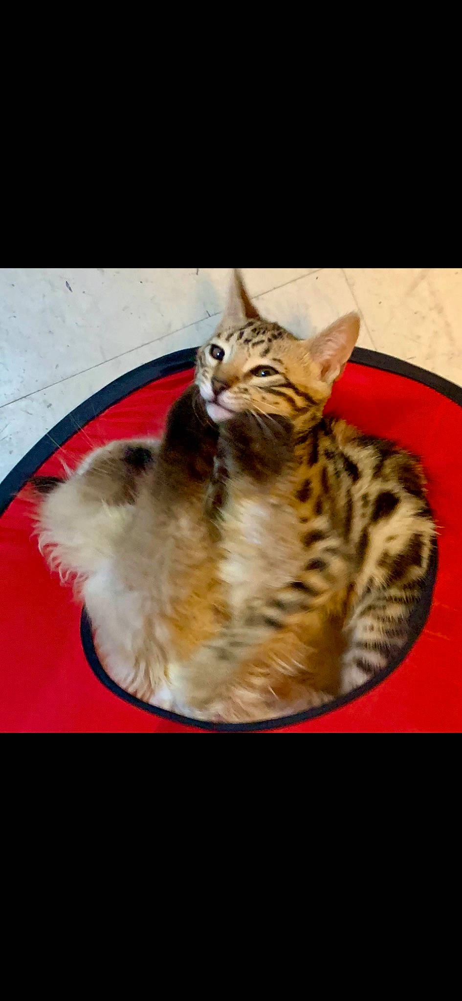 Gretel is registered to the contest to win money with this photo: big_cats, carnivore, cat, domestic_short_haired_cat, fawn, felidae, fur, paw, photo_caption, small_to_medium_sized_cats, terrestrial_animal, whiskers, wildlife