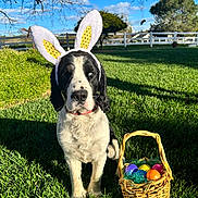 Sunny joined the competition — help win amazing prizes! dog, bunny_ears, easter_eggs, basket, grass, outdoor, blue_sky, tree, fence, sunlight, shadow, pet, spring, holiday, cute, animal, playful, nature, daytime, greenery