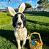 dog, bunny_ears, easter_eggs, basket, grass, outdoor, blue_sky, tree, fence, sunlight, shadow, pet, spring, holiday, cute, animal, playful, nature, daytime, greenery