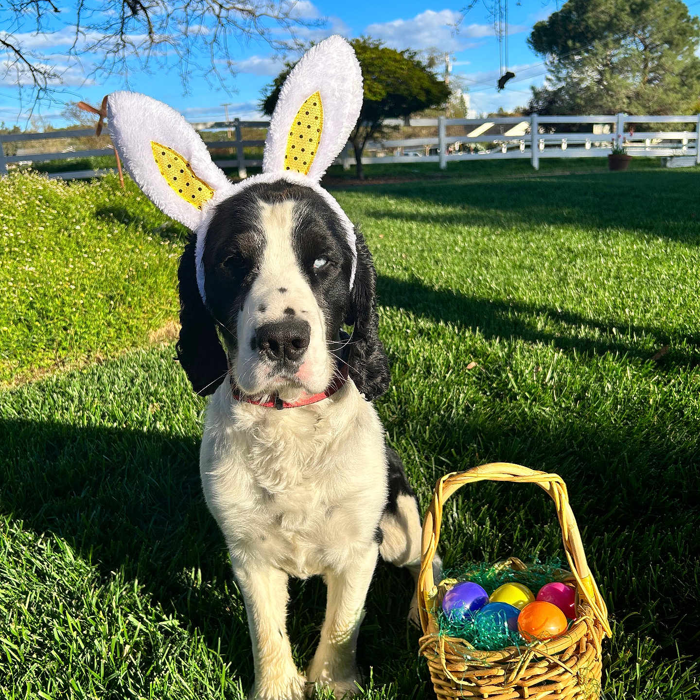 Sunny joined the competition — help win amazing prizes! dog, bunny_ears, easter_eggs, basket, grass, outdoor, blue_sky, tree, fence, sunlight, shadow, pet, spring, holiday, cute, animal, playful, nature, daytime, greenery