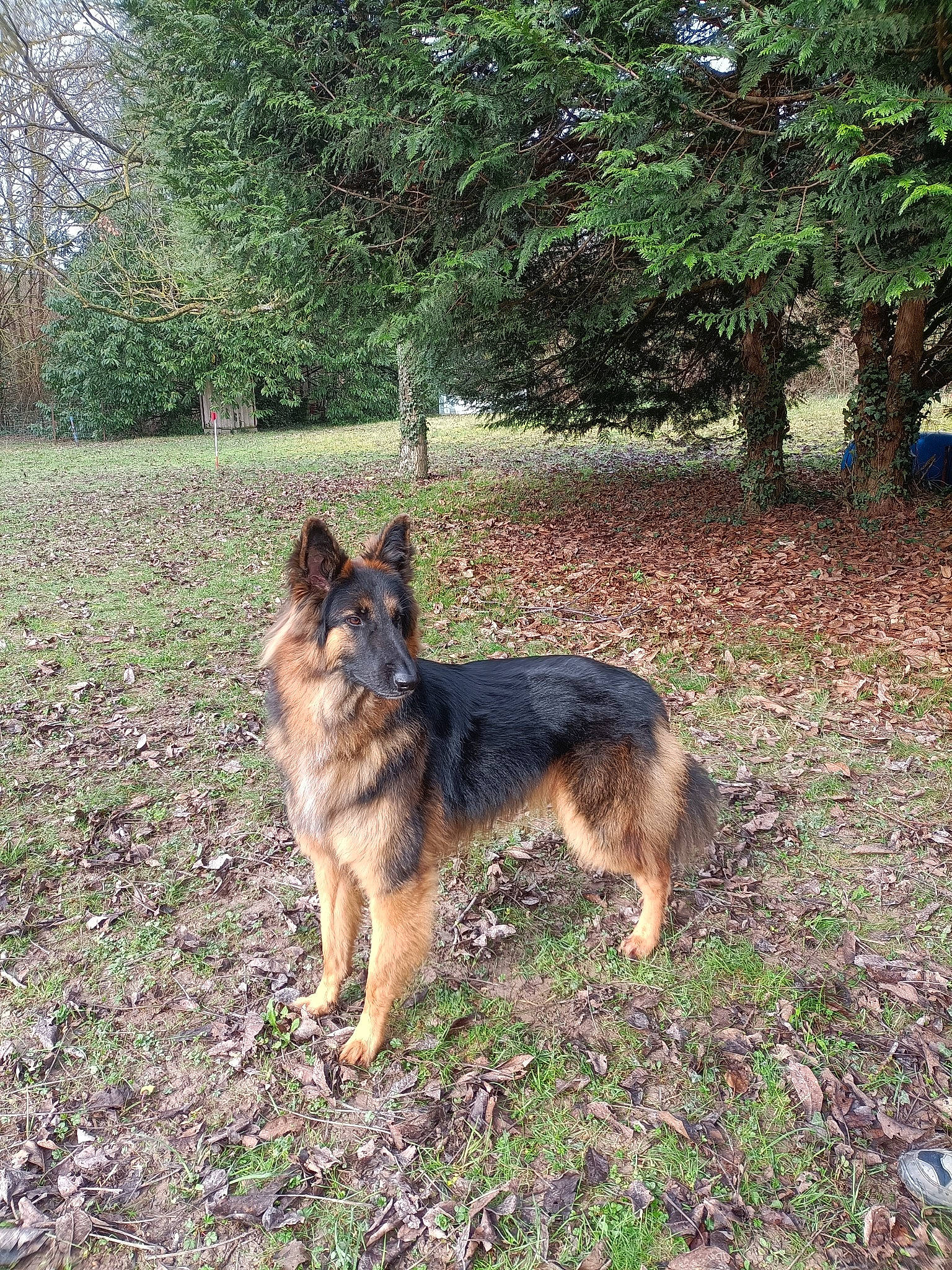 Samy participe au concours pour gagner de l'argent avec cette photo : canidae, carnivore, companion_dog, dog, dog_breed, east_european_shepherd, fawn, german_shepherd_dog, grass, herding_dog, king_shepherd, old_german_shepherd_dog, plant, sporting_group, tail, terrestrial_animal, tree, working_dog