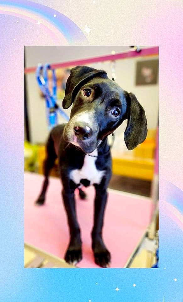 Tallia participe au concours pour gagner de l'argent avec cette photo : canidae, carnivore, circle, collar, companion_dog, dog, dog_breed, dog_collar, dog_supply, door, fawn, guard_dog, magenta, non_sporting_group, pet_supply, rectangle, snout, sporting_group, working_animal, working_dog