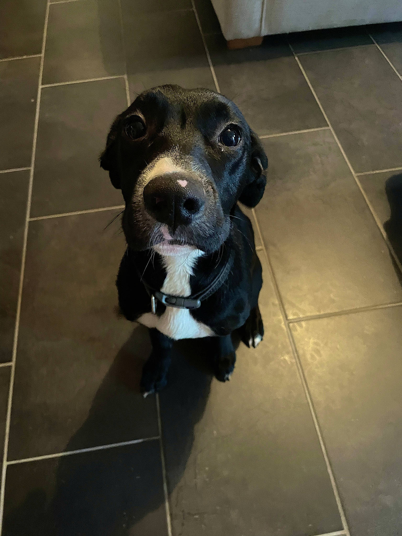 Tallia participe au concours pour gagner de l'argent avec cette photo : borador, carnivore, collar, companion_dog, dog, dog_breed, dog_collar, floor, flooring, fur, guard_dog, leash, pet_supply, retriever, snout, sporting_group, tile, tile_flooring, whiskers, working_animal