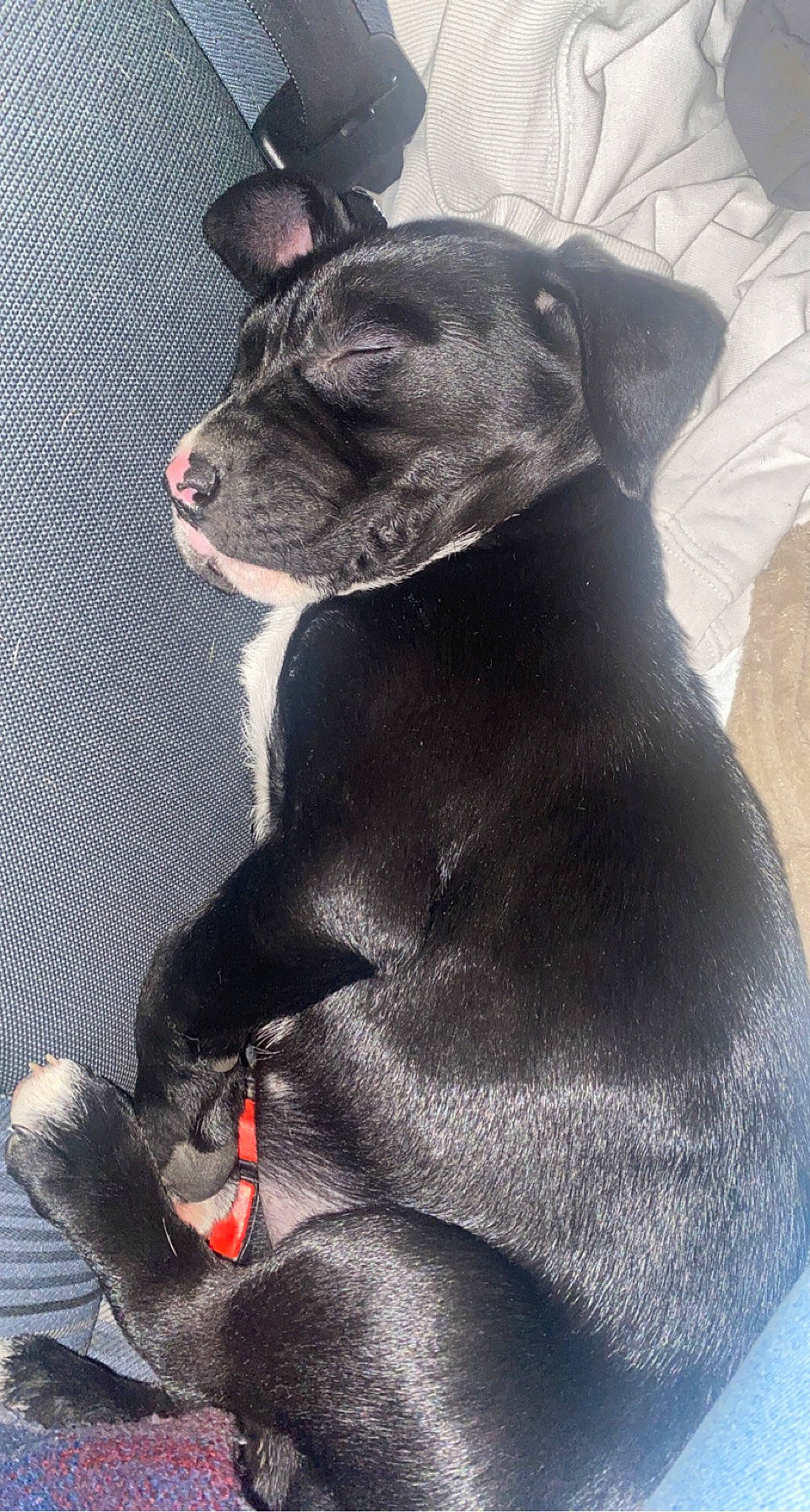 Tallia participe au concours pour gagner de l'argent avec cette photo : borador, canidae, carnivore, collar, comfort, companion_dog, dog, dog_breed, dog_collar, fawn, fur, grey, light, liver, non_sporting_group, sporting_group, terrestrial_animal, whiskers, working_animal