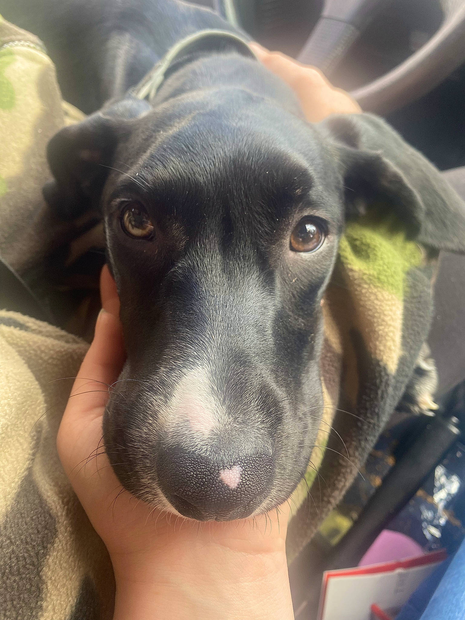 Tallia a rejoint le concours — aidez-le/la à gagner de superbes lots ! borador, canidae, carnivore, comfort, companion_dog, dog, dog_breed, ear, eye, fawn, guard_dog, jaw, non_sporting_group, pet_supply, selfie, snout, sporting_group, terrestrial_animal, whiskers, working_animal