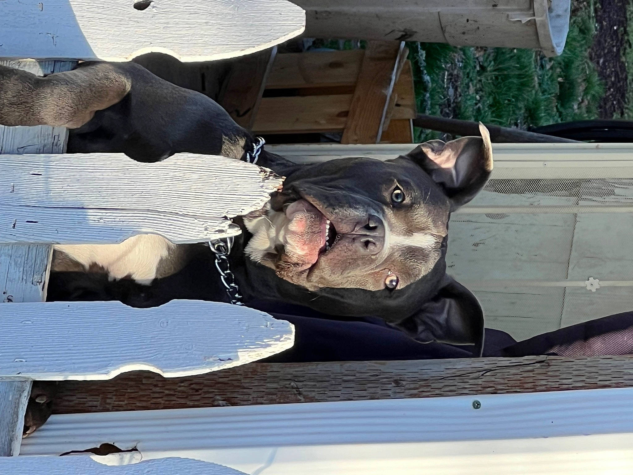 Pete is registered to the contest to win money with this photo: auto_part, canidae, dog_breed, fur, hat, snout, sporting_group, suidae, window, wood, working_animal